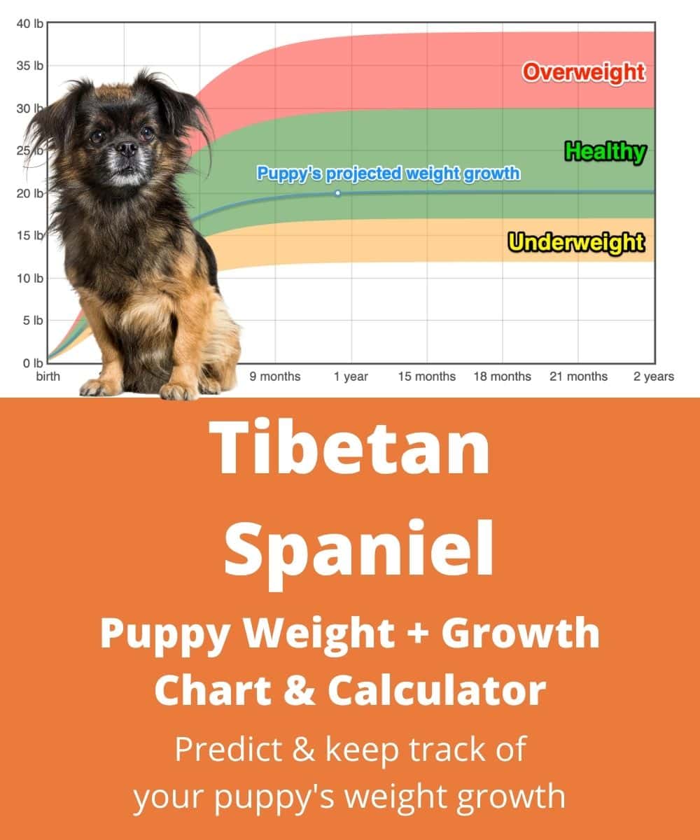 tibetan-spaniel Puppy Weight Growth Chart
